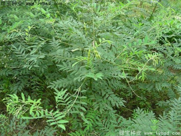 <a href='http://www.hn123.net.cn/yaocaizhongzi/2358.html' target='_blank'>苦參種子</a>