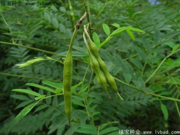 <a href='http://www.hn123.net.cn/yaocaizhongzi/2358.html' target='_blank'>苦參種子</a>