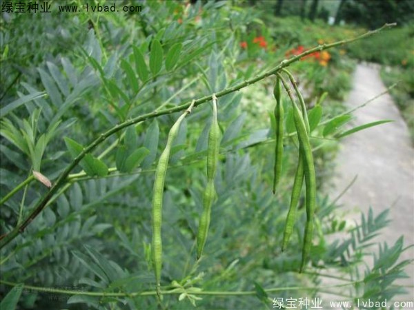 <a href='http://www.hn123.net.cn/yaocaizhongzi/2358.html' target='_blank'>苦參種子</a>