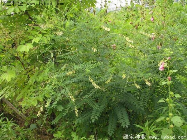 苦參<a href='http://www.hn123.net.cn/' target='_blank'>種子</a>