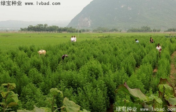 青蒿<a href='http://www.hn123.net.cn/' target='_blank'>種子</a>
