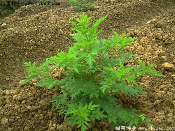 青蒿<a href='http://www.hn123.net.cn/' target='_blank'>種子</a>