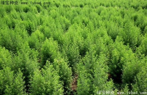 <a href='http://www.hn123.net.cn/yaocaizhongzi/2363.html' target='_blank'>青蒿種子</a>