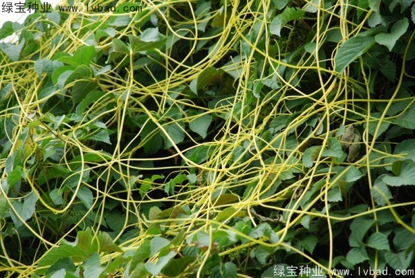 <a href='http://www.hn123.net.cn/yaocaizhongzi/2369.html' target='_blank'>菟絲子種子</a>