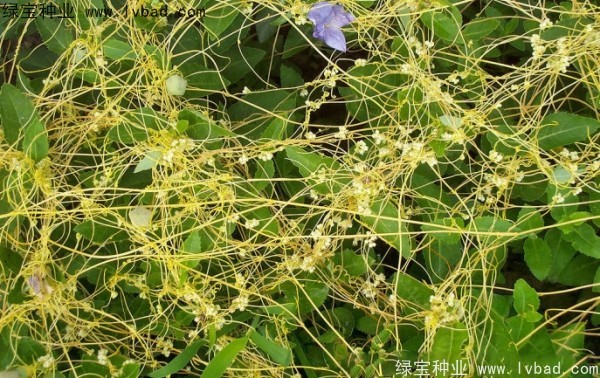 <a href='http://www.hn123.net.cn/yaocaizhongzi/2369.html' target='_blank'>菟絲子種子</a>