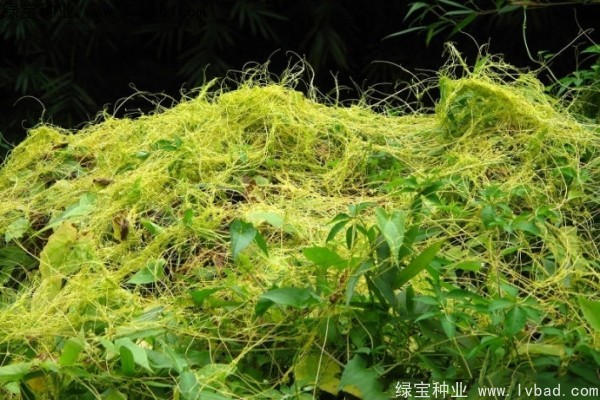 <a href='http://www.hn123.net.cn/yaocaizhongzi/2369.html' target='_blank'>菟絲子</a><a href='http://www.hn123.net.cn/' target='_blank'>種子</a>