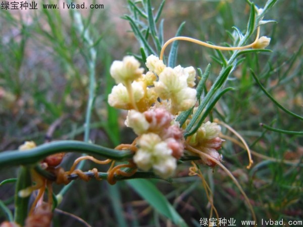<a href='http://www.hn123.net.cn/yaocaizhongzi/2369.html' target='_blank'>菟絲子種子</a>