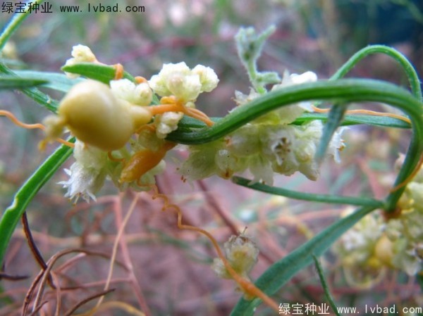 菟絲子<a href='http://www.hn123.net.cn/' target='_blank'>種子</a>
