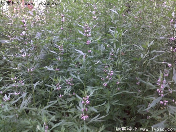 <a href='http://www.hn123.net.cn/yaocaizhongzi/2370.html' target='_blank'>益母草種子</a>