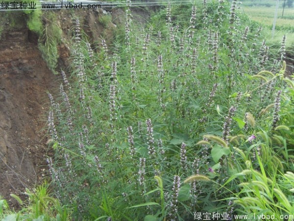 益母草<a href='http://www.hn123.net.cn/' target='_blank'>種子</a>