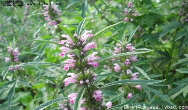 <a href='http://www.hn123.net.cn/yaocaizhongzi/2370.html' target='_blank'>益母草種子</a>
