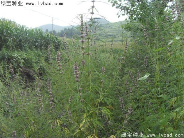 <a href='http://www.hn123.net.cn/yaocaizhongzi/2370.html' target='_blank'>益母草種子</a>