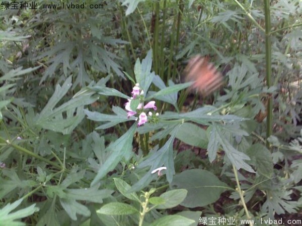 益母草<a href='http://www.hn123.net.cn/' target='_blank'>種子</a>