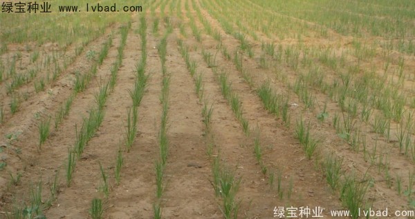 <a href='http://www.hn123.net.cn/yaocaizhongzi/2371.html' target='_blank'>知母種子</a>