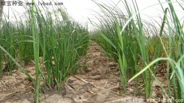 <a href='http://www.hn123.net.cn/yaocaizhongzi/2371.html' target='_blank'>知母種子</a>