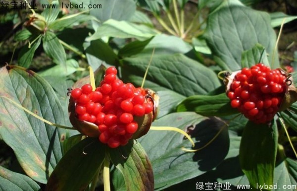 <a href='http://www.hn123.net.cn/yaocaizhongzi/2373.html' target='_blank'>重樓種子</a>