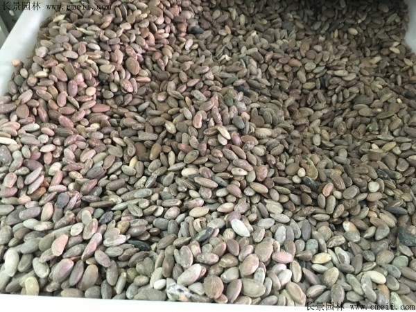 <a href='http://www.hn123.net.cn/yaocaizhongzi/2352.html' target='_blank'>瓜蔞種子</a>圖片