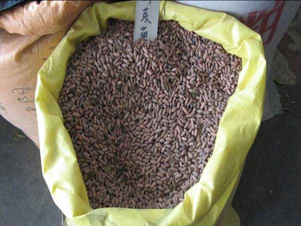 <a href='http://www.hn123.net.cn/yaocaizhongzi/2328.html' target='_blank'>山茱萸</a><a href='http://www.hn123.net.cn/' target='_blank'>種子</a>圖片