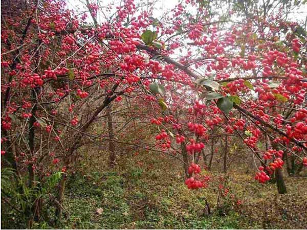 山茱萸<a href='http://www.hn123.net.cn/' target='_blank'>種子</a>圖片