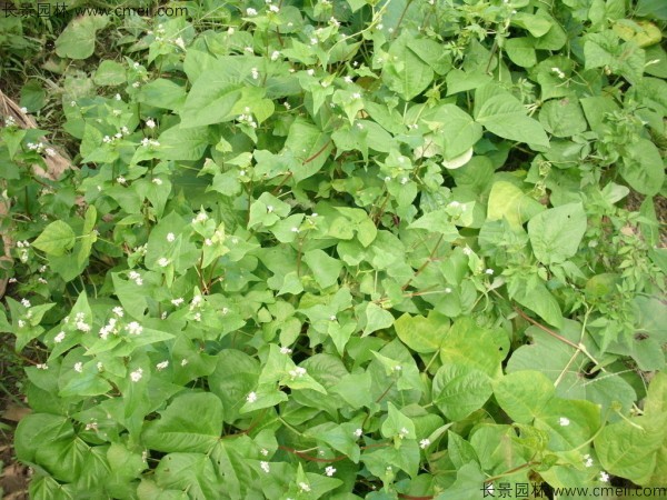 <a href='http://www.hn123.net.cn/yaocaizhongzi/2311.html' target='_blank'>蕎麥種子</a>發(fā)芽出苗圖片