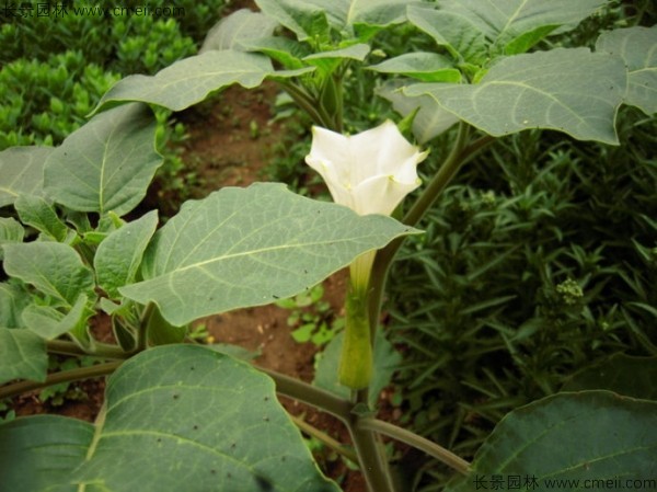 曼陀羅<a href='http://www.hn123.net.cn/' target='_blank'>種子</a>發(fā)芽出苗開花圖片