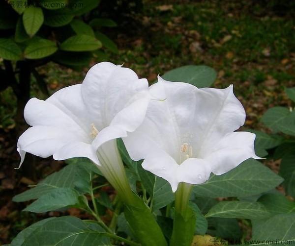 <a href='http://www.hn123.net.cn/yaocaizhongzi/2309.html' target='_blank'>曼陀羅種子</a>發(fā)芽出苗開花圖片