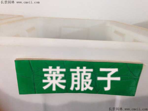 <a href='http://www.hn123.net.cn/yaocaizhongzi/2296.html' target='_blank'>萊菔子</a>圖片