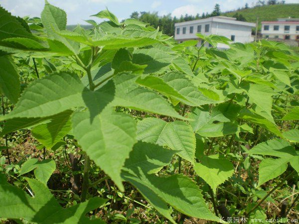 構(gòu)樹<a href='http://www.hn123.net.cn/' target='_blank'>種子</a>發(fā)芽出苗圖片