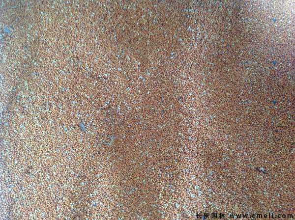<a href='http://www.hn123.net.cn/linmuzhongzi/2236.html' target='_blank'>楮實(shí)子</a>圖片