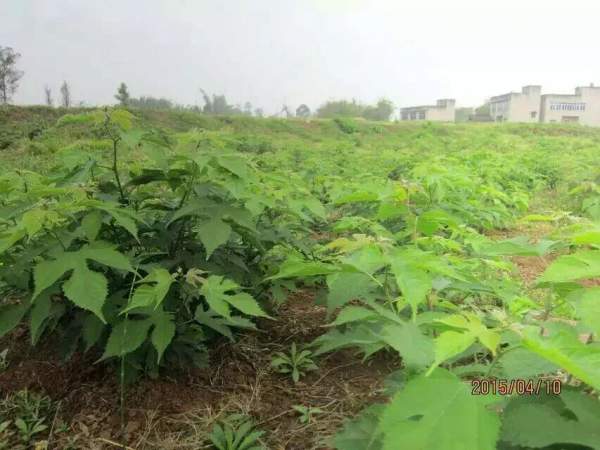 <a href='http://www.hn123.net.cn/linmuzhongzi/1714.html' target='_blank'>構(gòu)樹種子</a>發(fā)芽出苗圖片