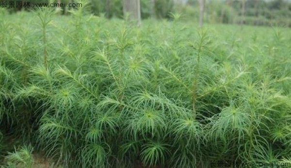 <a href='http://www.hn123.net.cn/linmuzhongzi/1823.html' target='_blank'>池杉種子</a>發(fā)芽出苗圖片