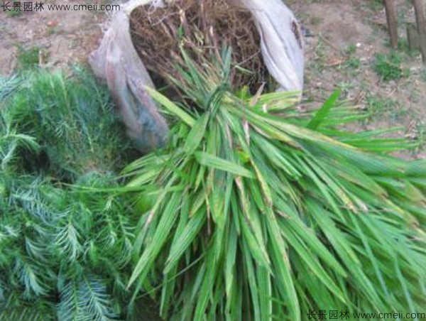 棕樹(shù)<a href='http://www.hn123.net.cn/' target='_blank'>種子</a>發(fā)芽出苗圖片