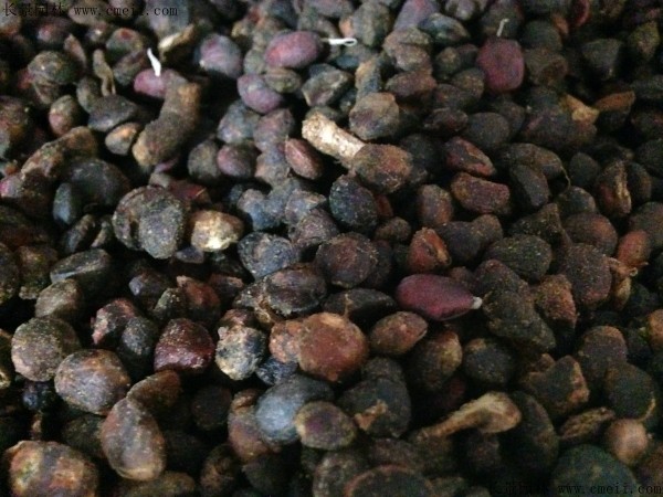 <a href='http://www.hn123.net.cn/linmuzhongzi/1791.html' target='_blank'>紅花玉蘭種子</a>圖片