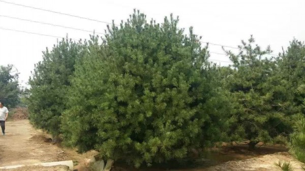 白皮<a href='http://www.hn123.net.cn/songbailei/3476.html' target='_blank'>松樹</a>苗圖片