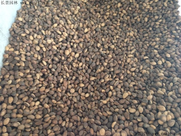 <a href='http://www.hn123.net.cn/linmuzhongzi/1789.html' target='_blank'>白皮松種子</a>圖片