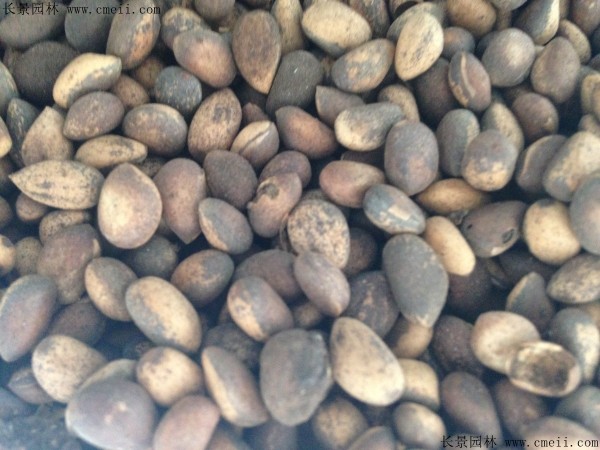 <a href='http://www.hn123.net.cn/linmuzhongzi/1789.html' target='_blank'>白皮松種子</a>圖片
