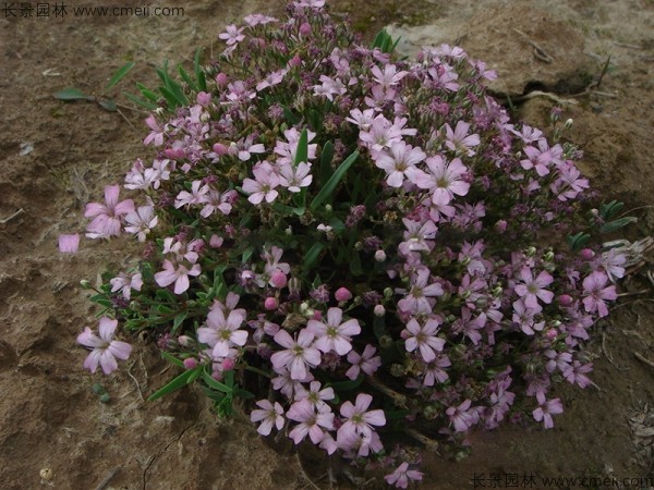 霞草<a href='http://www.hn123.net.cn/' target='_blank'>種子</a>發(fā)芽出苗開花圖片