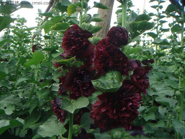 <a href='http://www.hn123.net.cn/caohuazhongzi/1593.html' target='_blank'>馬絡葵種子</a>發(fā)芽出苗開花圖片
