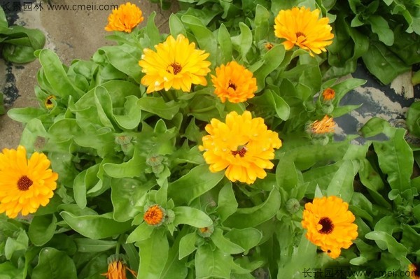 黃金菊<a href='http://www.hn123.net.cn/' target='_blank'>種子</a>發(fā)芽出苗開花圖片