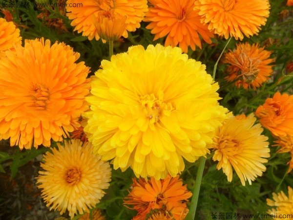 <a href='http://www.hn123.net.cn/caohuazhongzi/1070.html' target='_blank'>黃金菊</a><a href='http://www.hn123.net.cn/' target='_blank'>種子</a>發(fā)芽出苗開花圖片