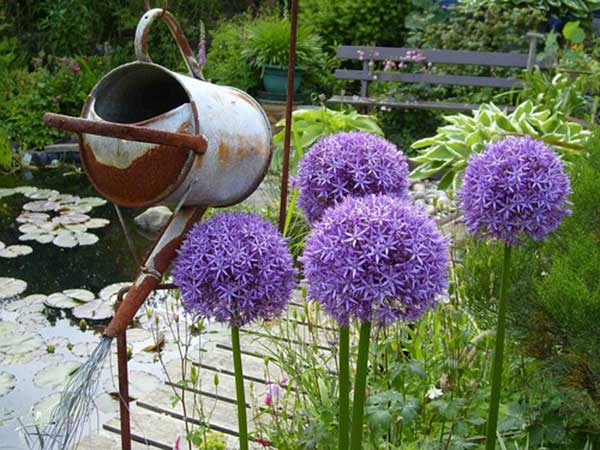<a href='http://www.hn123.net.cn/caohuazhongzi/1039.html' target='_blank'>大花蔥種子</a>發(fā)芽出苗開花圖片