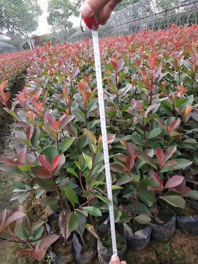 <a href='http://www.hn123.net.cn/linmuzhongzi/1747.html' target='_blank'>紅葉石楠</a>苗