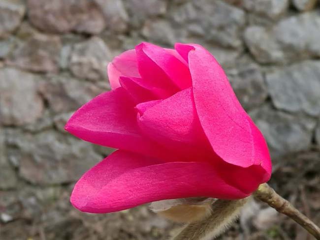 <a href='http://www.hn123.net.cn/xingdaoshu/3378.html' target='_blank'>紅玉蘭</a>苗木