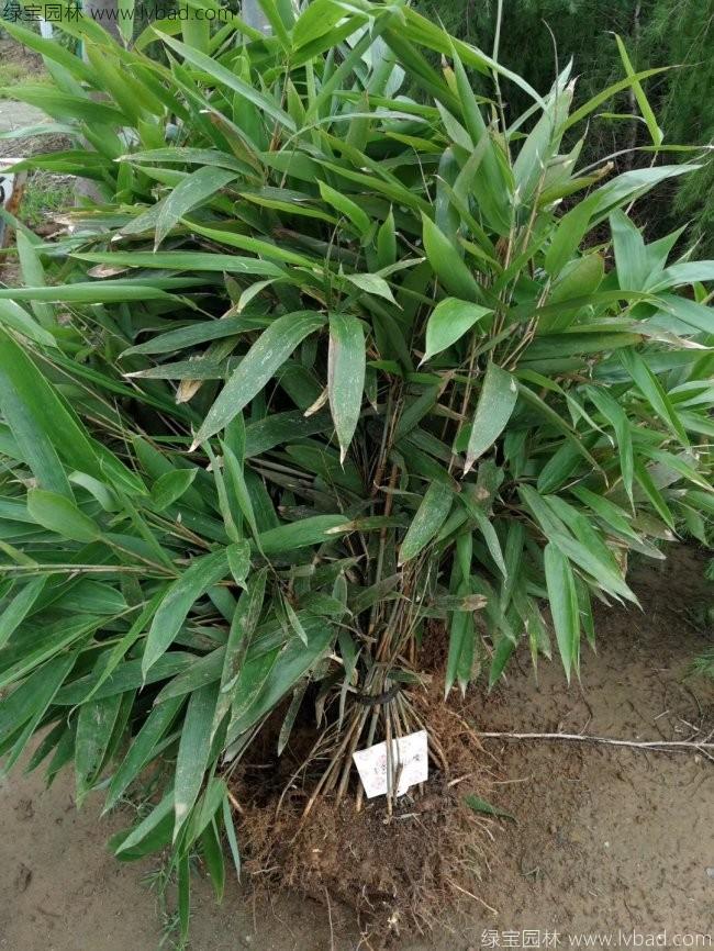 <a href='http://www.hn123.net.cn/zhumiaozhuzi/3450.html' target='_blank'>箬竹</a>