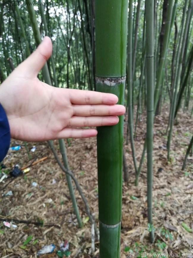 <a href='http://www.hn123.net.cn/linmuzhongzi/2256.html' target='_blank'>楠竹</a>