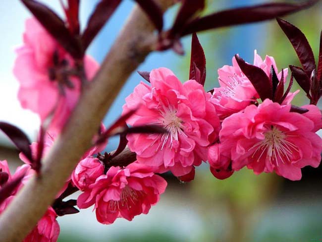 紅葉<a href='http://www.hn123.net.cn/xiaoqiaomu/3537.html' target='_blank'>碧桃</a>
