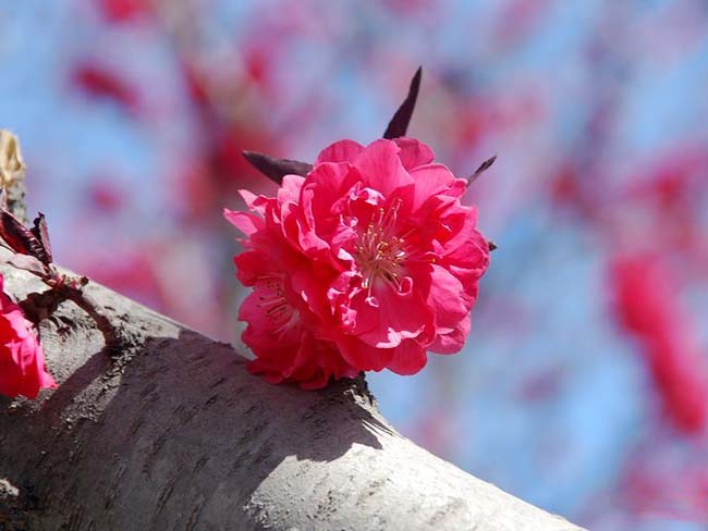 <a href='http://www.hn123.net.cn/xiaoqiaomu/3533.html' target='_blank'>紅葉碧桃</a>