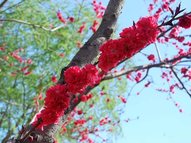 紅葉<a href='http://www.hn123.net.cn/xiaoqiaomu/3537.html' target='_blank'>碧桃</a>