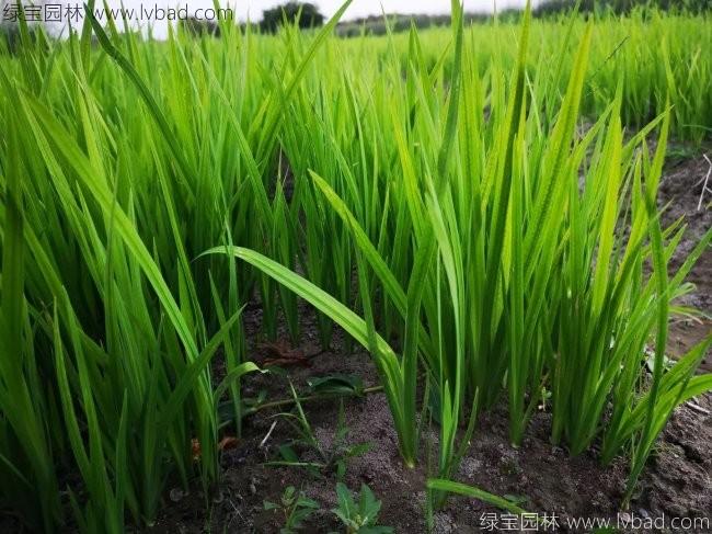 水<a href='http://www.hn123.net.cn/caohuazhongzi/1029.html' target='_blank'>菖蒲</a>