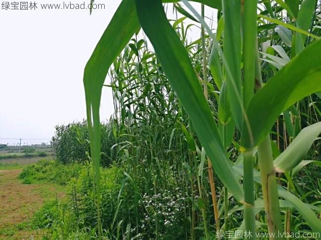 <a href='http://www.hn123.net.cn/shuicaozhongzi/1587.html' target='_blank'>蘆葦</a>